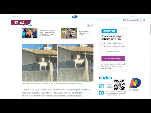 Cabra sobe em muro para espionar vizinho