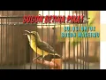 Download Lagu SOGON BETINA PIKAT MEMANGGIL JANTAN AMPUH UNTUK PANCINGAN SOGON AGAR BUNYI DAN NAIK BIRAHI