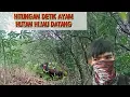 Download Lagu CARA MIKAT AYAM HUTAN HIJAU || SEKALI DI PANGGIL LANGSUNG DATANG