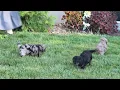 Mini Poodle Puppies For Sale