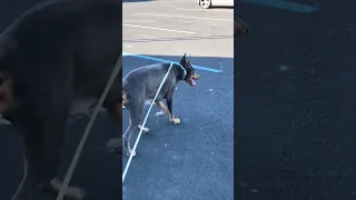#fyp #dream #doberman #pets #youtube