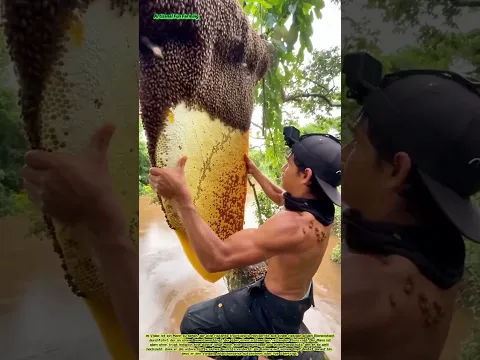 Ernte aus wilden Bienenstöcken: Honiggewinnung mit bloßen Händen aus einem Bienenvolk am Flussufer
