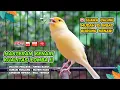 Download Lagu Kenari GACOR NGEREK‼️ Masteran Kenari PAUD dan Pancingan Kenari MACET BUNYI dan Betina NGIWIR - 32