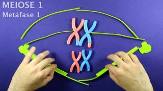 Meiose - divisão celular em mais biologia, com Roger Maia