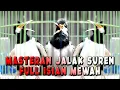 Download Lagu MASTERAN DAN PANCINGAN JALAK SUREN #jalaksurengacor #jalaksuren #jalakmania