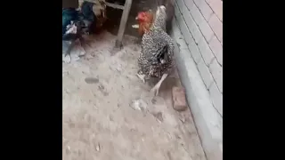                                                                                                      دندنها