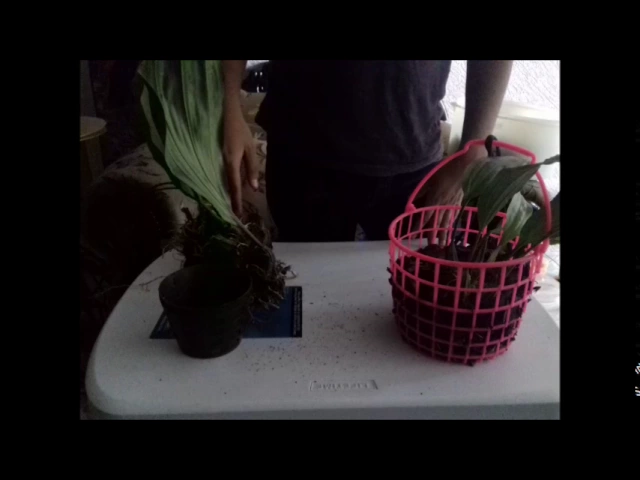 CÓMO PLANTAR NUESTRAS ORQUÍDEAS COLGANTES?