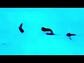 Bombay Bicycle Club - I Want To Be Your Only Pet