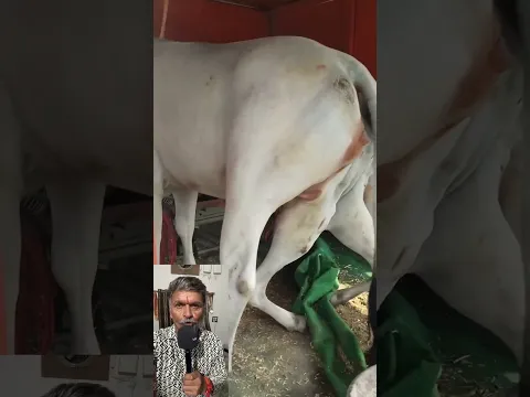 6 पेरो बाली गौ माता को देखना सुभ है 😱#shorts #ytshorts