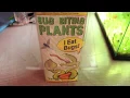 VENUS FLY TRAP AND PITCHER PLANT FROM LOWES BIG BITING PLANTS