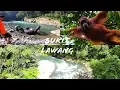 Lagu Bukit Lawang Jungle Trek | Orangutan Jungle Trek | Medan |