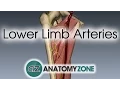 Download Lagu Lower Limb Arteries Overview - 3D Anatomy Tutorial