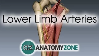 Download Lower Limb Arteries Overview - 3D Anatomy Tutorial MP3