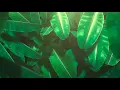Plant Anatomy and Structure