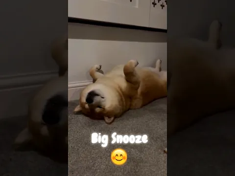 Big Snooze 😴