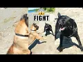 Download Lagu Cane Corsos Fight 😱 #shorts #pets