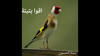 اقوا بتبتة الحسون 