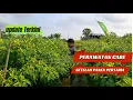 Download Lagu PERAWATAN SETELAH PANEN PERTAMA..CABE TETAP SEHAT,SUBUR DAN TIDAK MUDAH TERKENA PENYAKIT