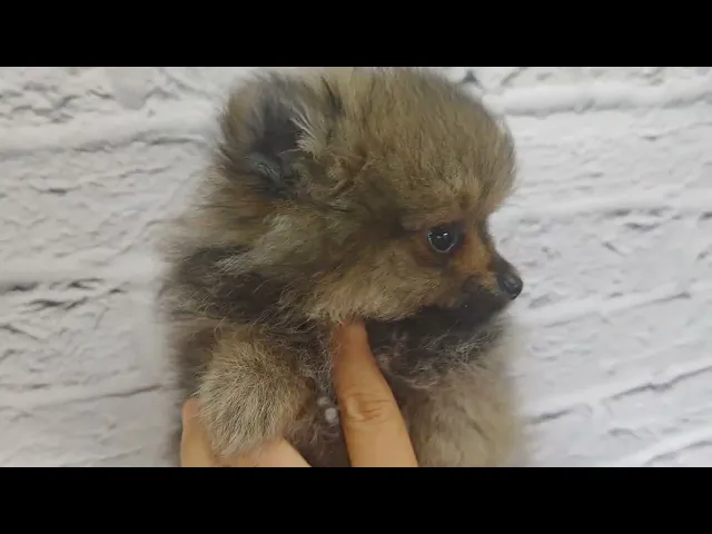 動画
