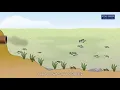 Animation E2 1 1 Consequences of algal blooms