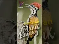 Lagu Masteran Pelatuk Bawang