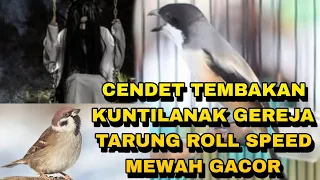 cendet suara gereja tarung sambung kunti gacor panjang keras powernya sultanakbar