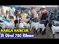 Download Lagu HARGA KAMBING HARI INI HANCUR DI PASAR SADAR SRIWIJAYA LAMPUNG TIMUR