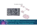 Virology 2015 Lecture - The Infectious Cycle