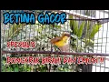 Download Lagu PANCINGAN SOGON BETINA MEMANGGIL JANTAN EFEKTIF MENAIKKAN BIRAHI DAN EMOSI SOGON JANTAN