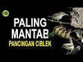 Download Lagu Ciblek Betina Memanggil Jantan