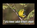 Download Lagu Suara pikat burung sertu 100% ampuh!!! Dan memancing sertu yg macet bunyi