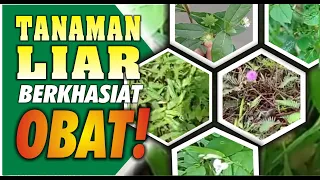 Download TANAMAN LIAR BERKHASIAT OBAT | BERMAIN TANAH MP3