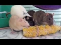 What pet rats should NOT eat