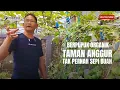 Download Lagu Berpupuk Organik, Taman Anggur Ini Nggak Pernah Sepi Buah