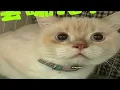 Pupu Learns Programming A Cat s Journey Into Java