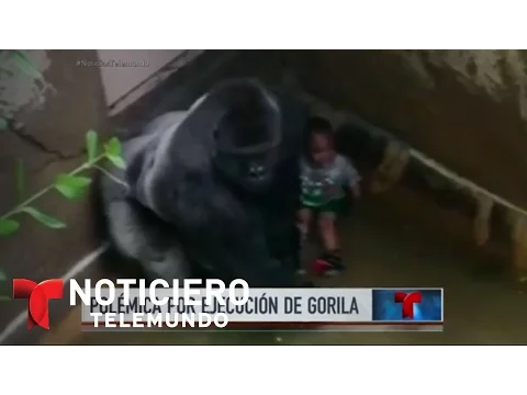 Download MP3 Consternación por ejecución de gorila en zoo de Ohio | Noticiero | Noticias Telemundo