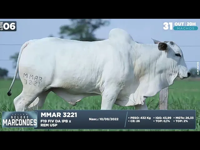 Garrote Nelore MMAR-3221