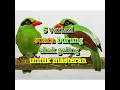 Download Lagu 5 VARIASI KICAUAN BURUNG  EKEK GELING UNTUK MASTERAN