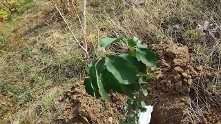 Азыр көчөт тиксе болобу?...