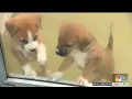 Clear the Shelter Dallas Animal Services offers free adoptions