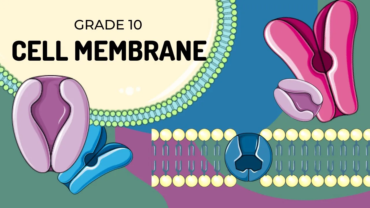 THE CELL MEMBRANE | Easy to understand structure
