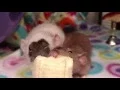 Happy Rats Eating Banana