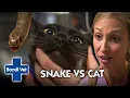 Mystery snake bites pet cat Bondi Vet