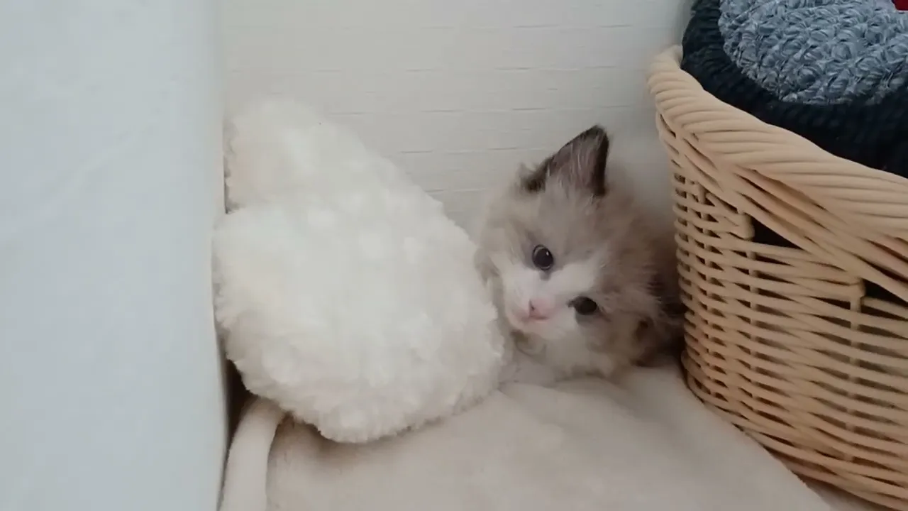 動画