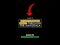 Download Lagu Information flow through the amygdala