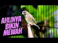 Download Lagu MASTERAN BLACKTHROAT GACOR DURASI PANJANG bikin KENARI PAUD RAJIN BUNYI CENGKOK MEWAH jawara