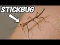 Stick Bug Care - Beginner s Guide
