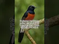 Download Lagu Suara Burung Murai Batu Gacor Panjang | Masteran Murai Batu Full Isian Jernih