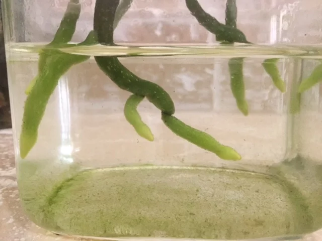 ORQUIDEAS CULTIVO EN AGUA / WATER CULTURE TRANSPLANTE