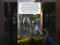 Download Lagu From abandoned to adored! 🐺💖 Yuki the 87 5% wolfdog was too wild for his owner